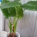 滴水观音苗【抗性特强室内耐阴耐热耐寒，盆栽盆景植物】