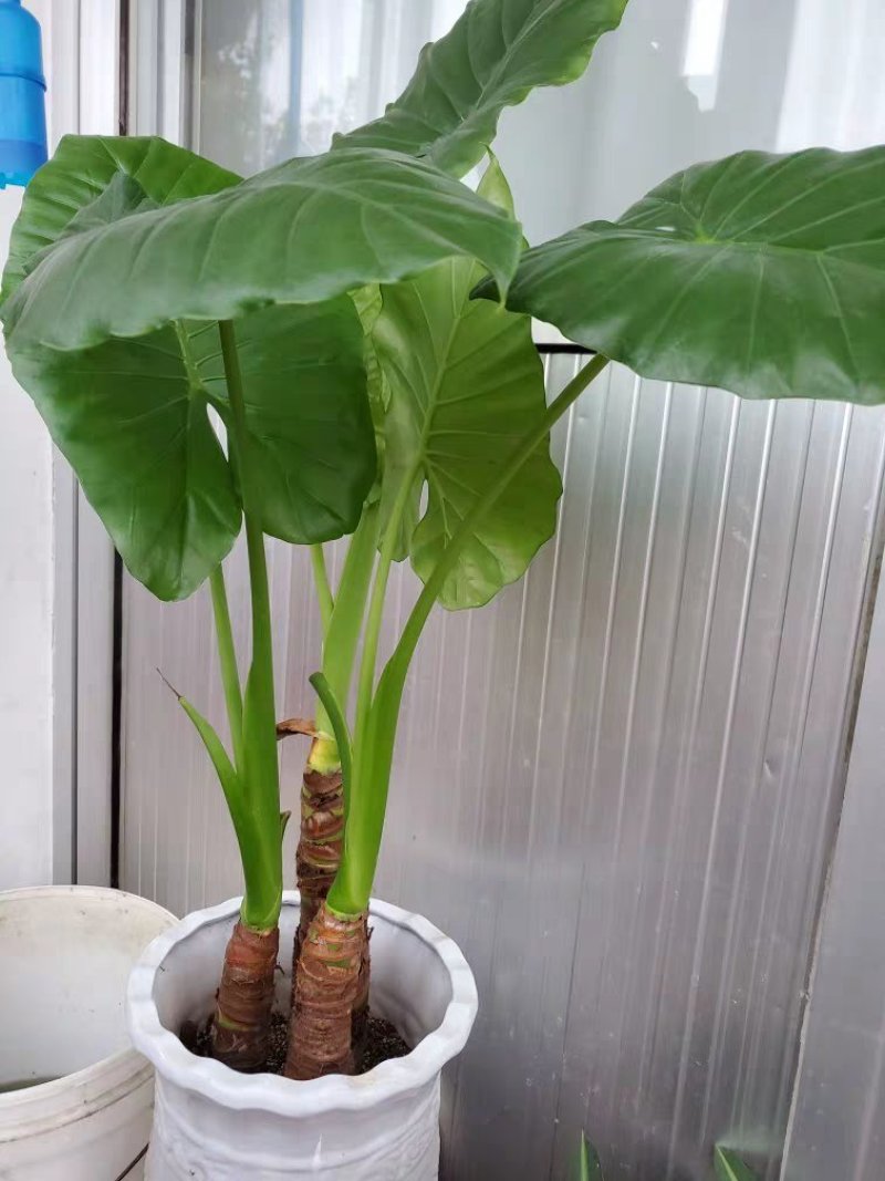滴水观音苗【抗性特强室内耐阴耐热耐寒，盆栽盆景植物】