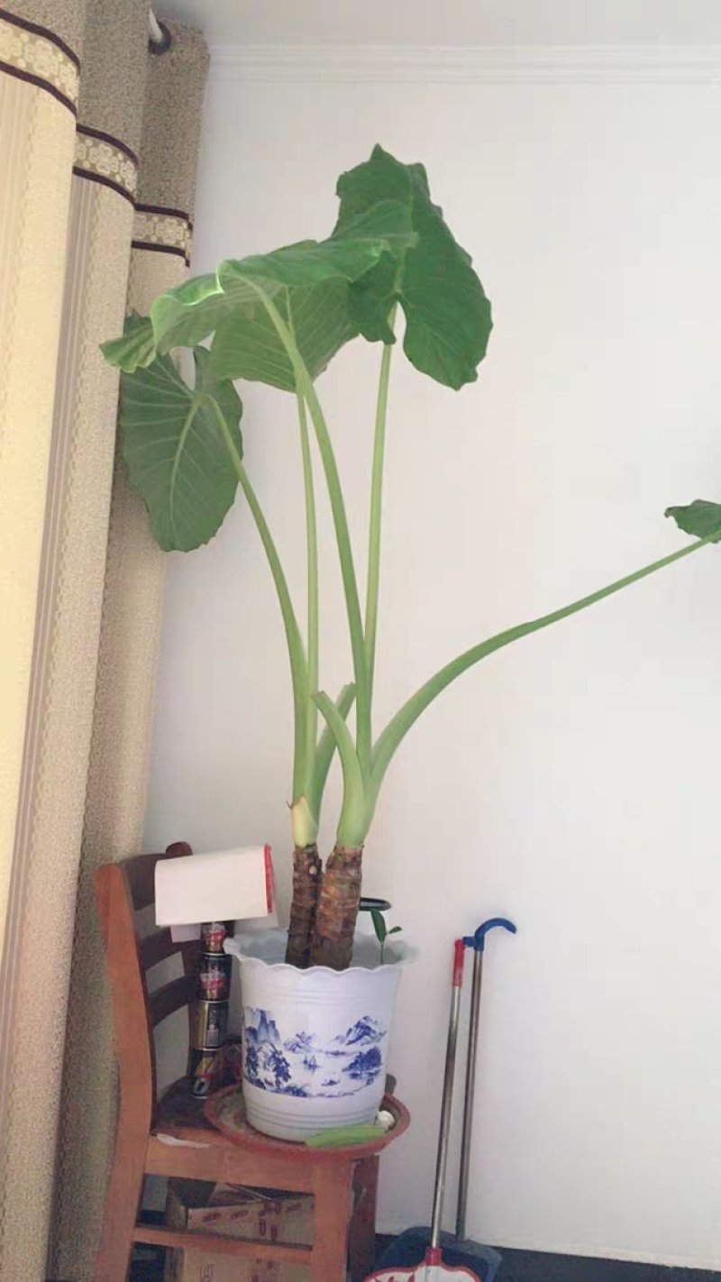 滴水观音苗【抗性特强室内耐阴耐热耐寒，盆栽盆景植物】
