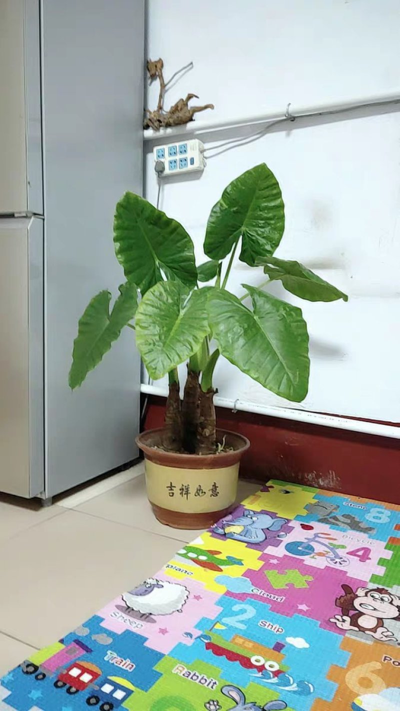 滴水观音苗【抗性特强室内耐阴耐热耐寒，盆栽盆景植物】