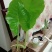 滴水观音苗【抗性特强室内耐阴耐热耐寒，盆栽盆景植物】