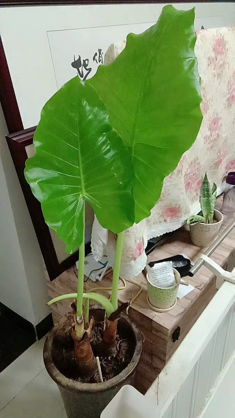 滴水观音苗【抗性特强室内耐阴耐热耐寒，盆栽盆景植物】