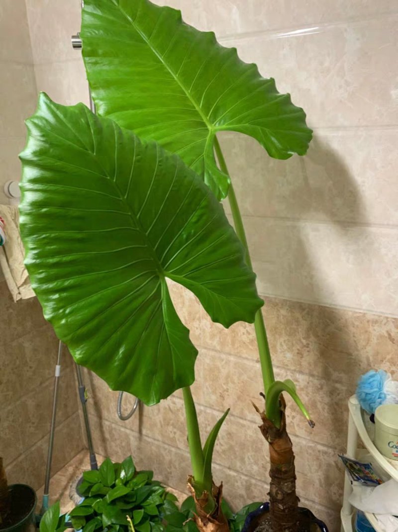 滴水观音苗【抗性特强室内耐阴耐热耐寒，盆栽盆景植物】
