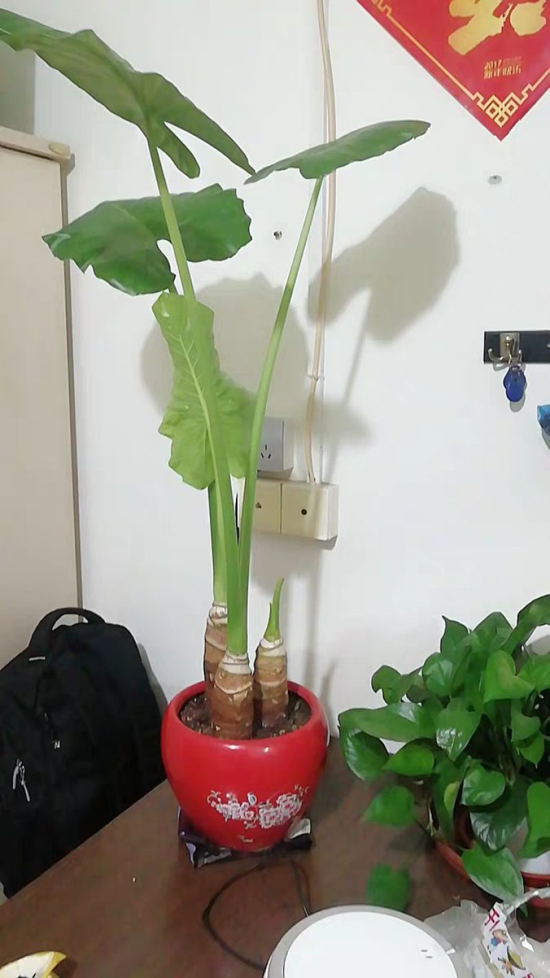 滴水观音苗【抗性特强室内耐阴耐热耐寒，盆栽盆景植物】