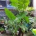 滴水观音苗【抗性特强室内耐阴耐热耐寒，盆栽盆景植物】