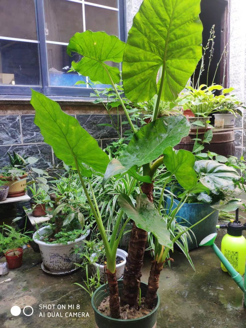 滴水观音苗【抗性特强室内耐阴耐热耐寒，盆栽盆景植物】