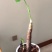滴水观音苗【抗性特强室内耐阴耐热耐寒，盆栽盆景植物】