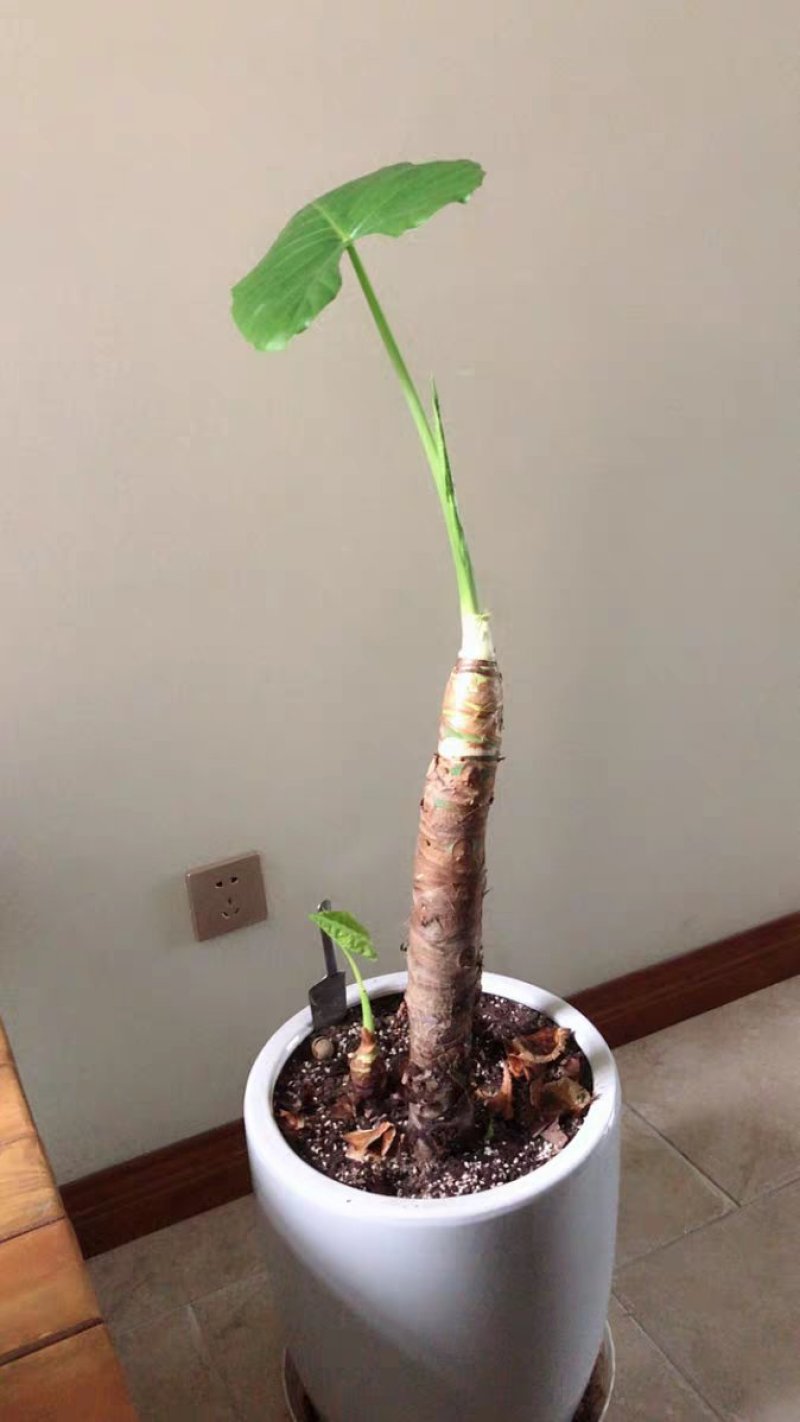 滴水观音苗【抗性特强室内耐阴耐热耐寒，盆栽盆景植物】