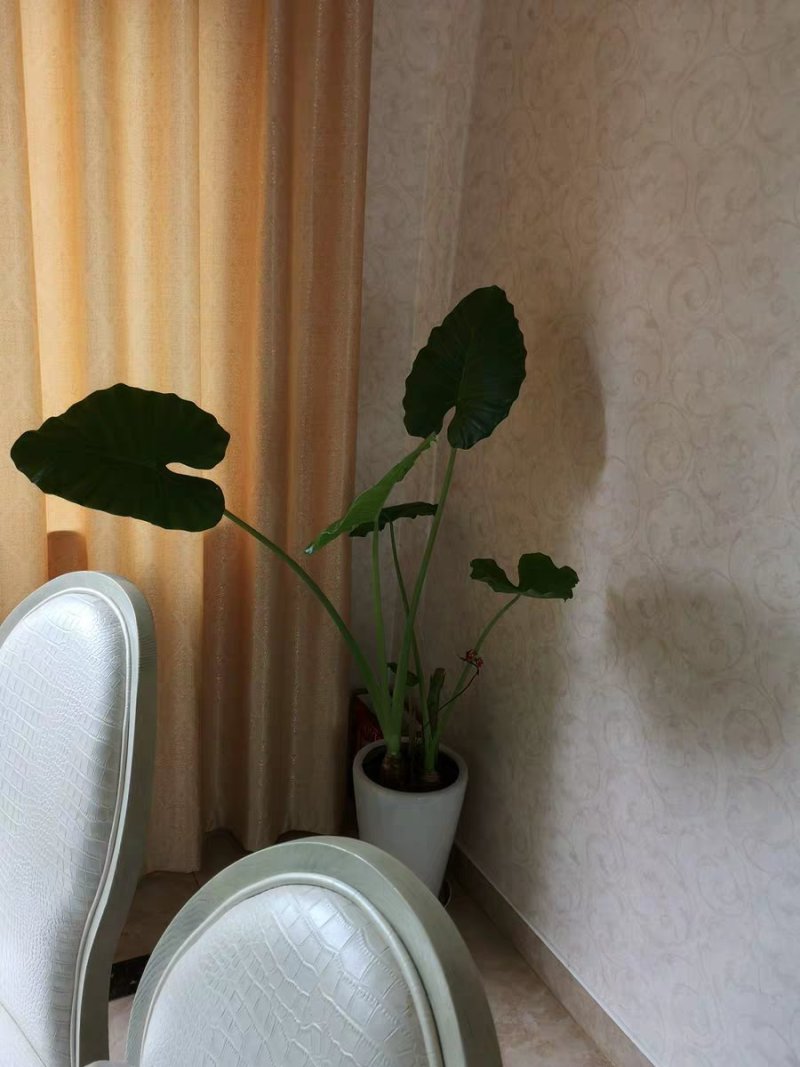 滴水观音苗【抗性特强室内耐阴耐热耐寒，盆栽盆景植物】
