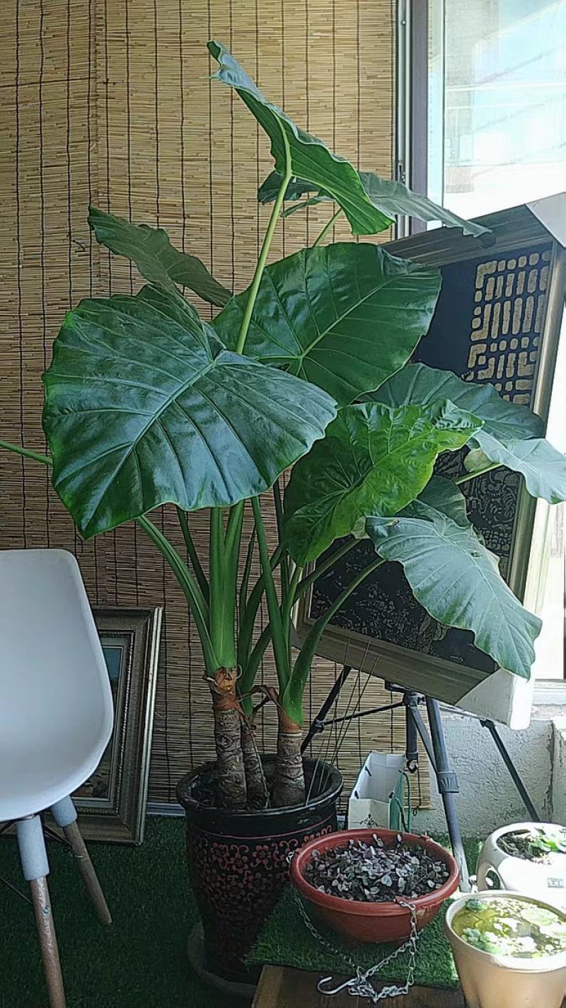 滴水观音苗【抗性特强室内耐阴耐热耐寒，盆栽盆景植物】