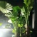 滴水观音苗【抗性特强室内耐阴耐热耐寒，盆栽盆景植物】