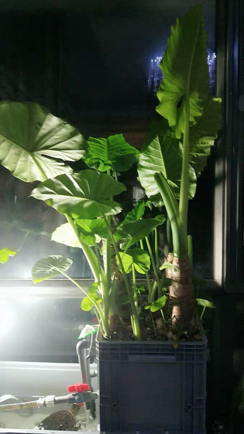 滴水观音苗【抗性特强室内耐阴耐热耐寒，盆栽盆景植物】