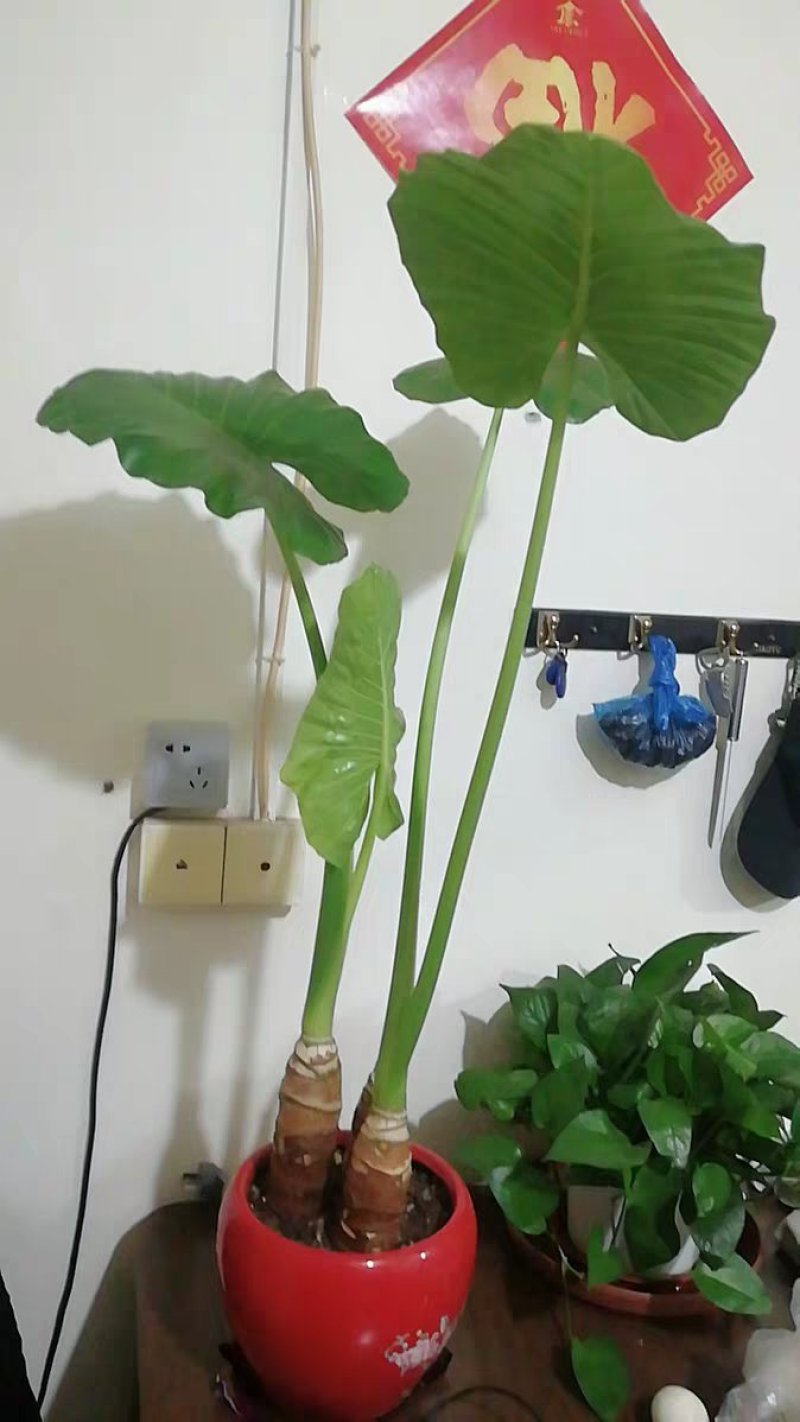 滴水观音苗【抗性特强室内耐阴耐热耐寒，盆栽盆景植物】