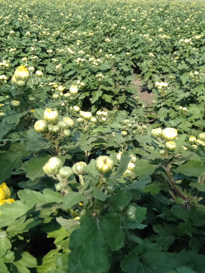 金丝皇菊花