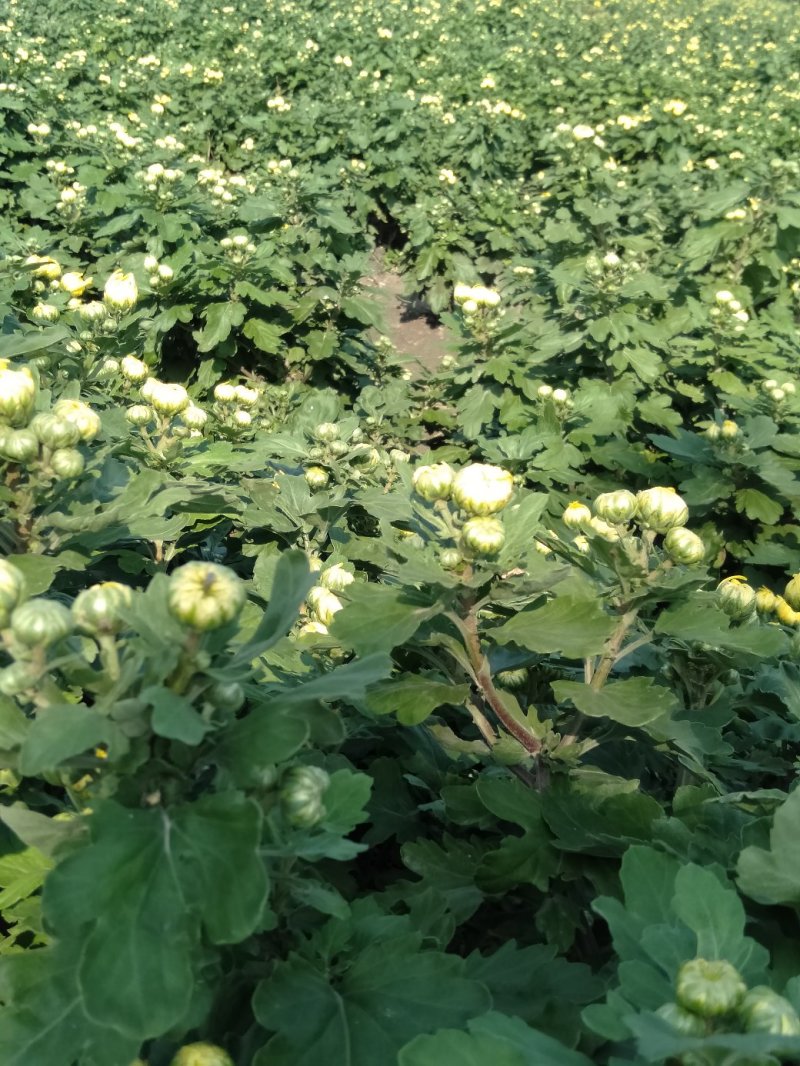 金丝皇菊花