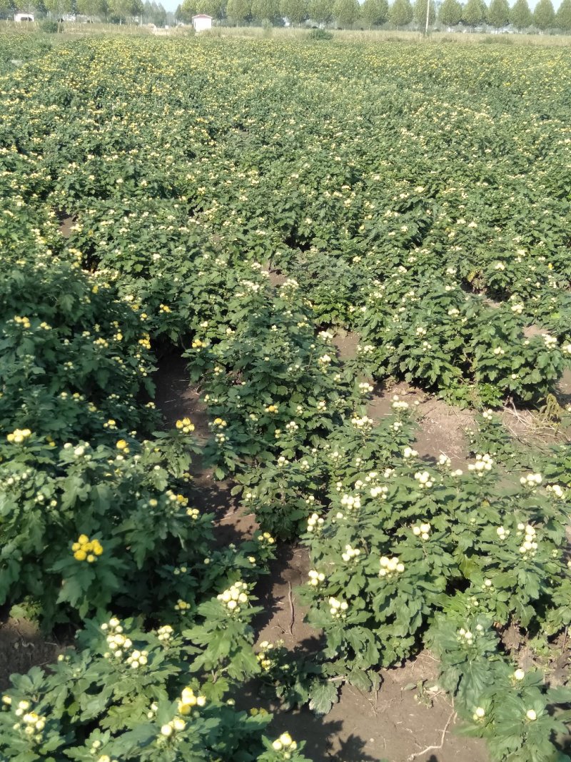 金丝皇菊花