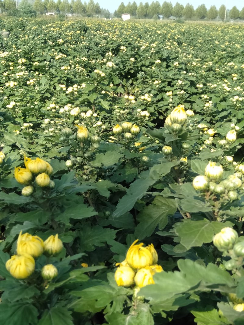 金丝皇菊花