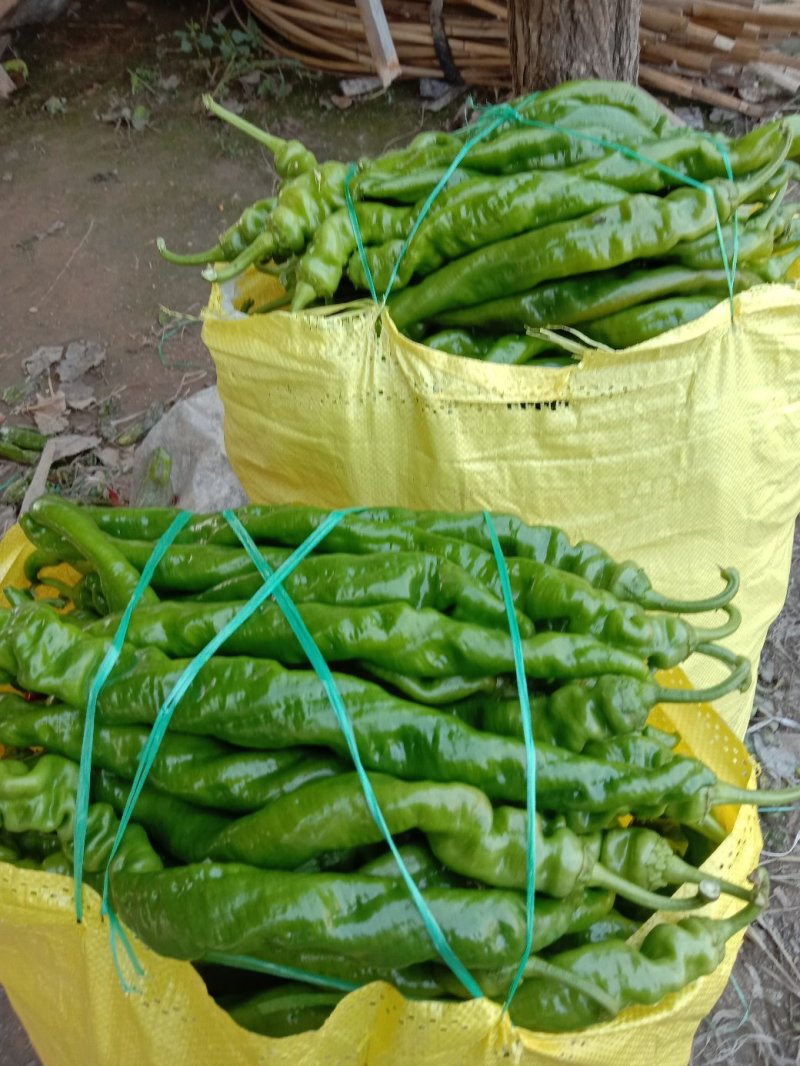 夏邑县辣椒线椒以大量上市了，品种多，质量好。