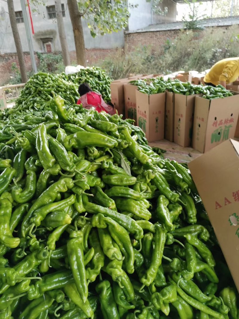 夏邑县辣椒线椒以大量上市了，品种多，质量好。