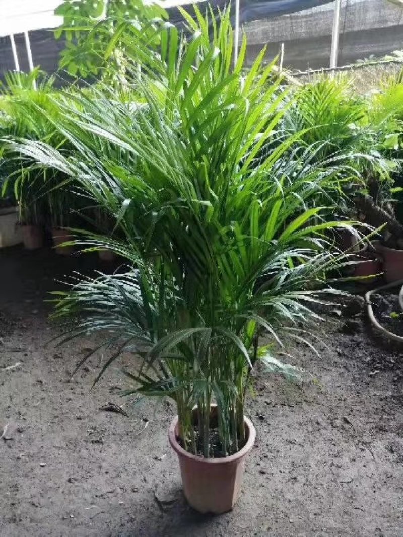 散尾葵观叶植物大盆栽小盆栽都适用一手货源直发