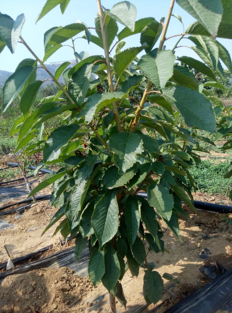 吉塞拉矮化美早樱桃苗2年