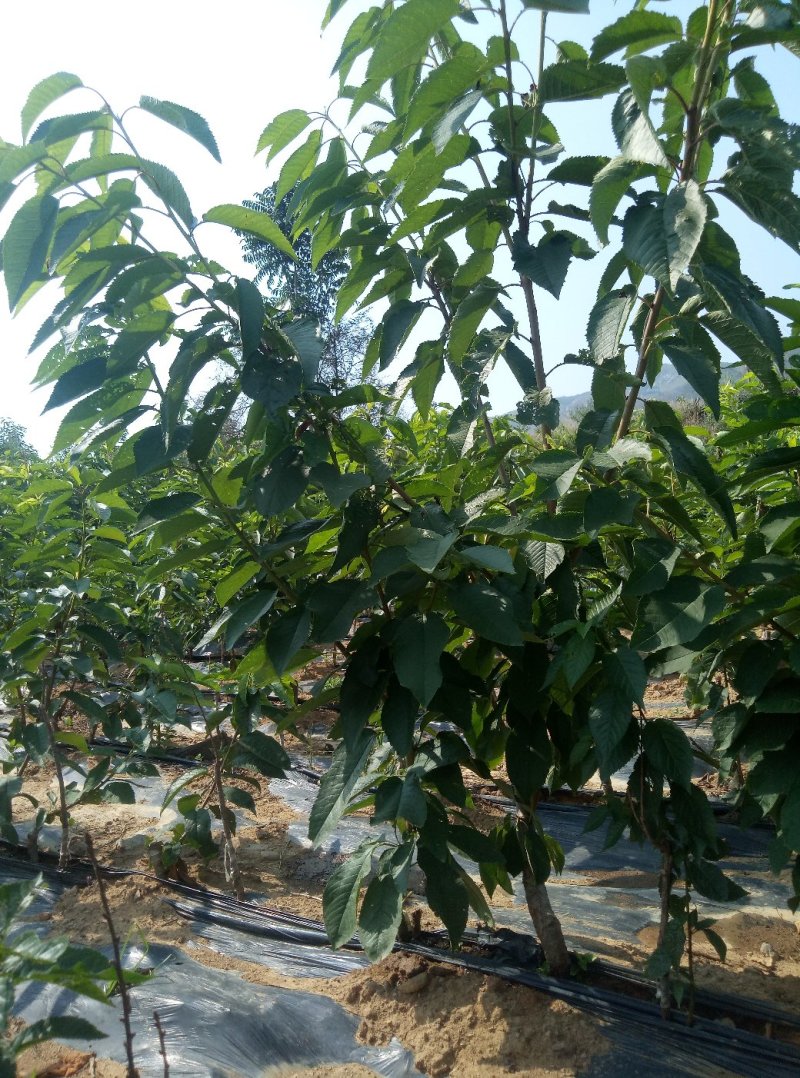 吉塞拉矮化美早樱桃苗2年