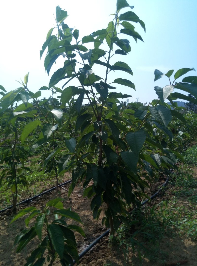 吉塞拉矮化美早樱桃苗2年