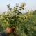 金银花苗，常年大量供应山东各种规格金银花苗