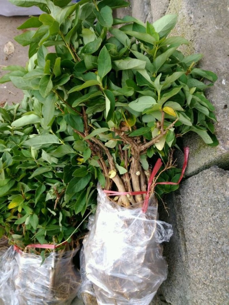 金银花苗，常年大量供应山东各种规格金银花苗