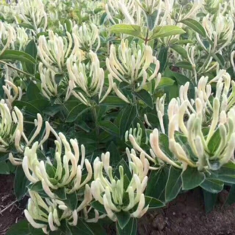 金银花苗，常年大量供应山东各种规格金银花苗