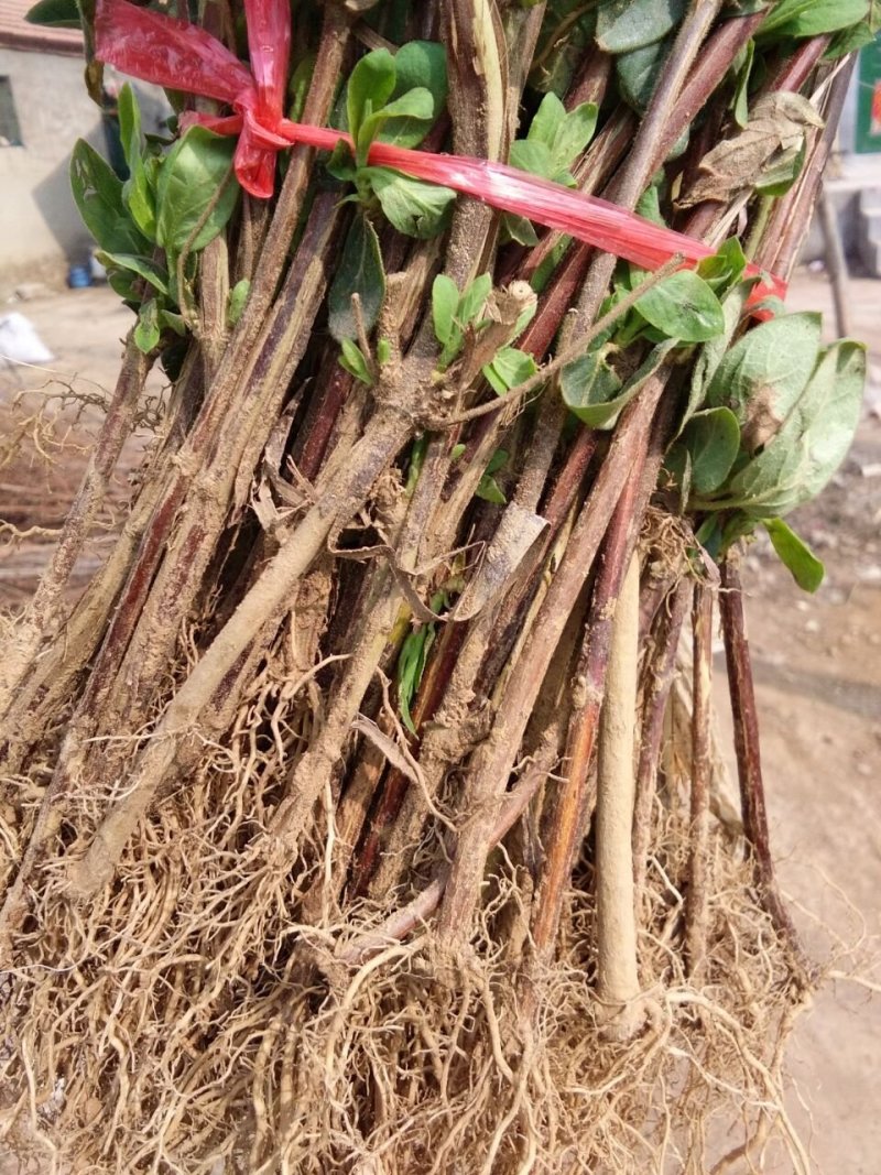 金银花苗，常年大量供应山东各种规格金银花苗
