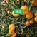 广西桂林全州各种橘子开始大量上市
