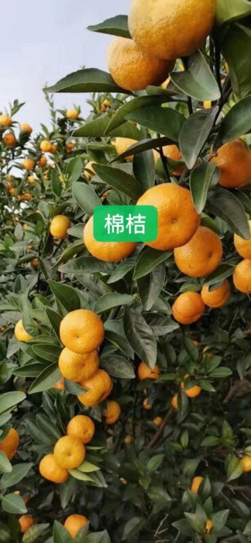 广西桂林全州各种橘子开始大量上市