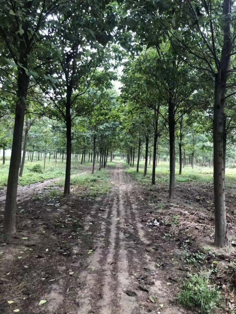 3到30公分精品楸树雄安标准