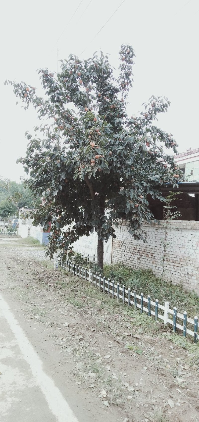 柿子树