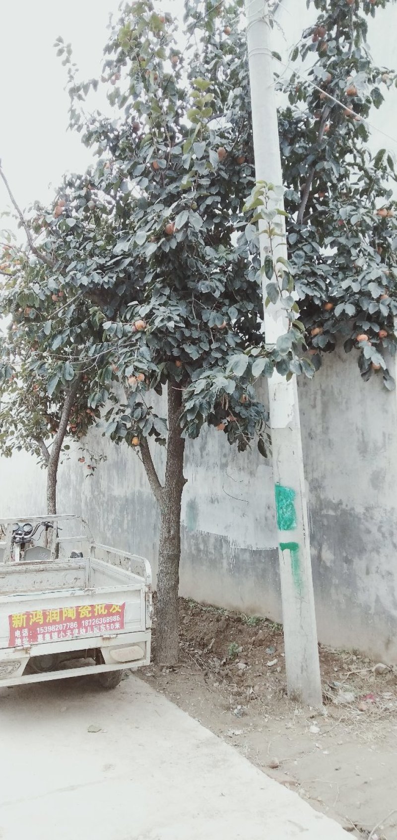 柿子树