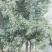 白蜡树12～20公分量大