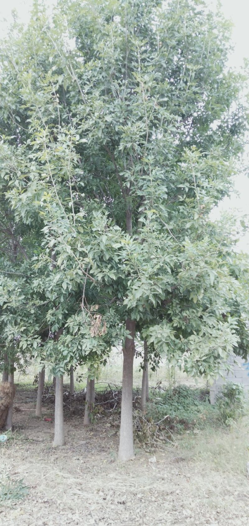 白蜡树12～20公分量大