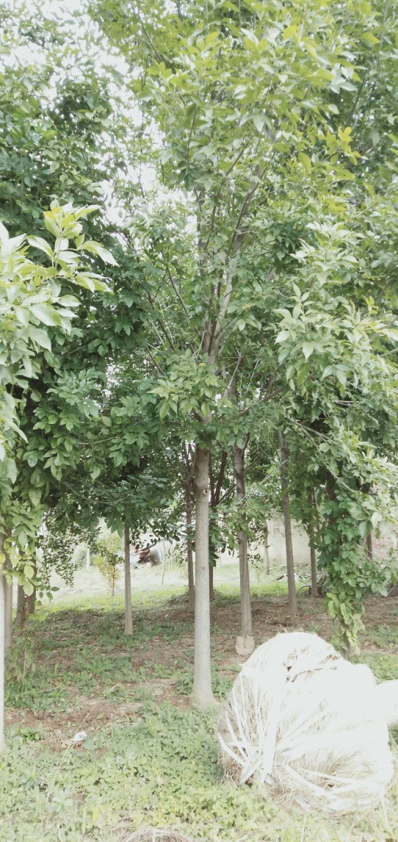 白蜡树12～20公分量大