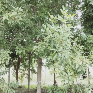 白蜡树12～20公分量大