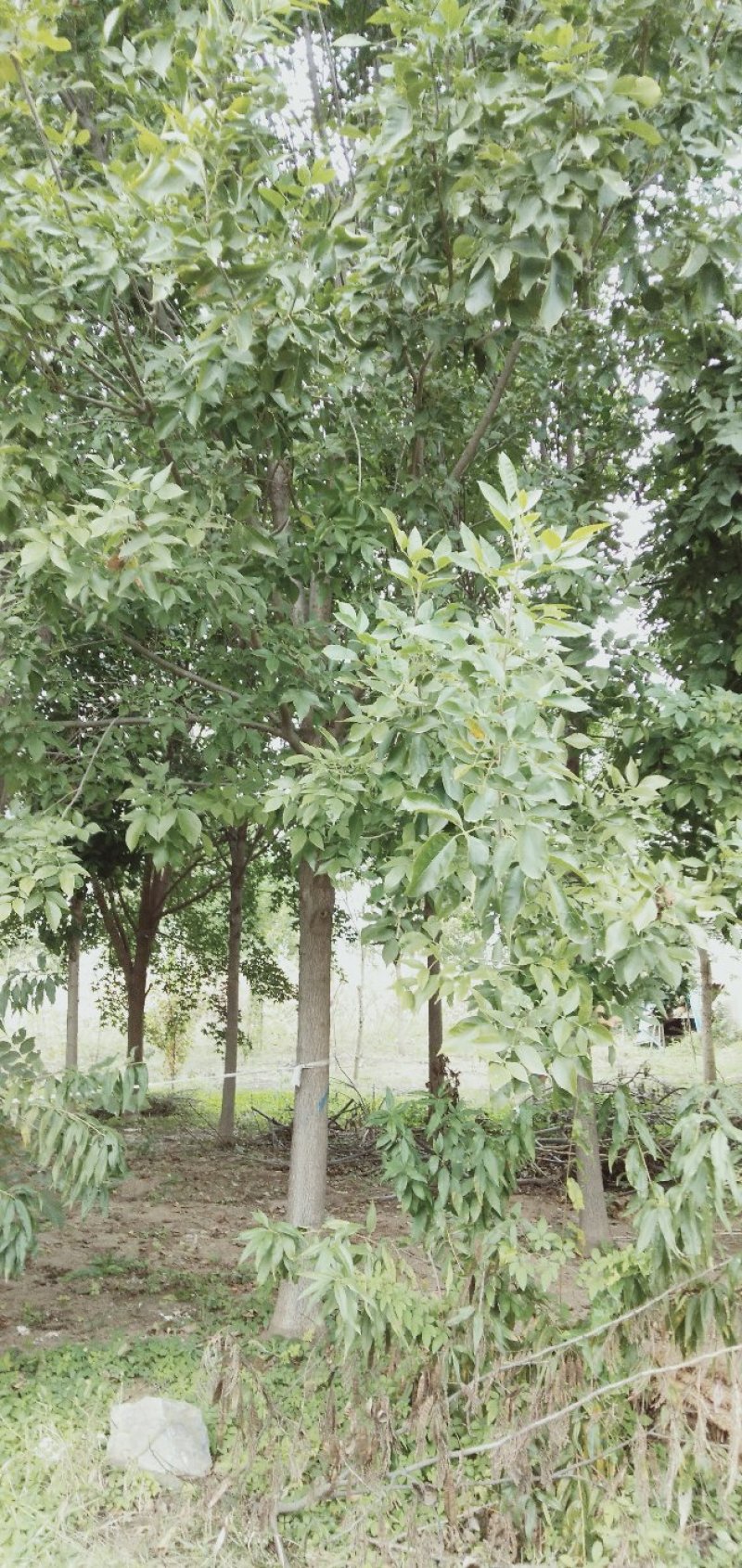 白蜡树12～20公分量大