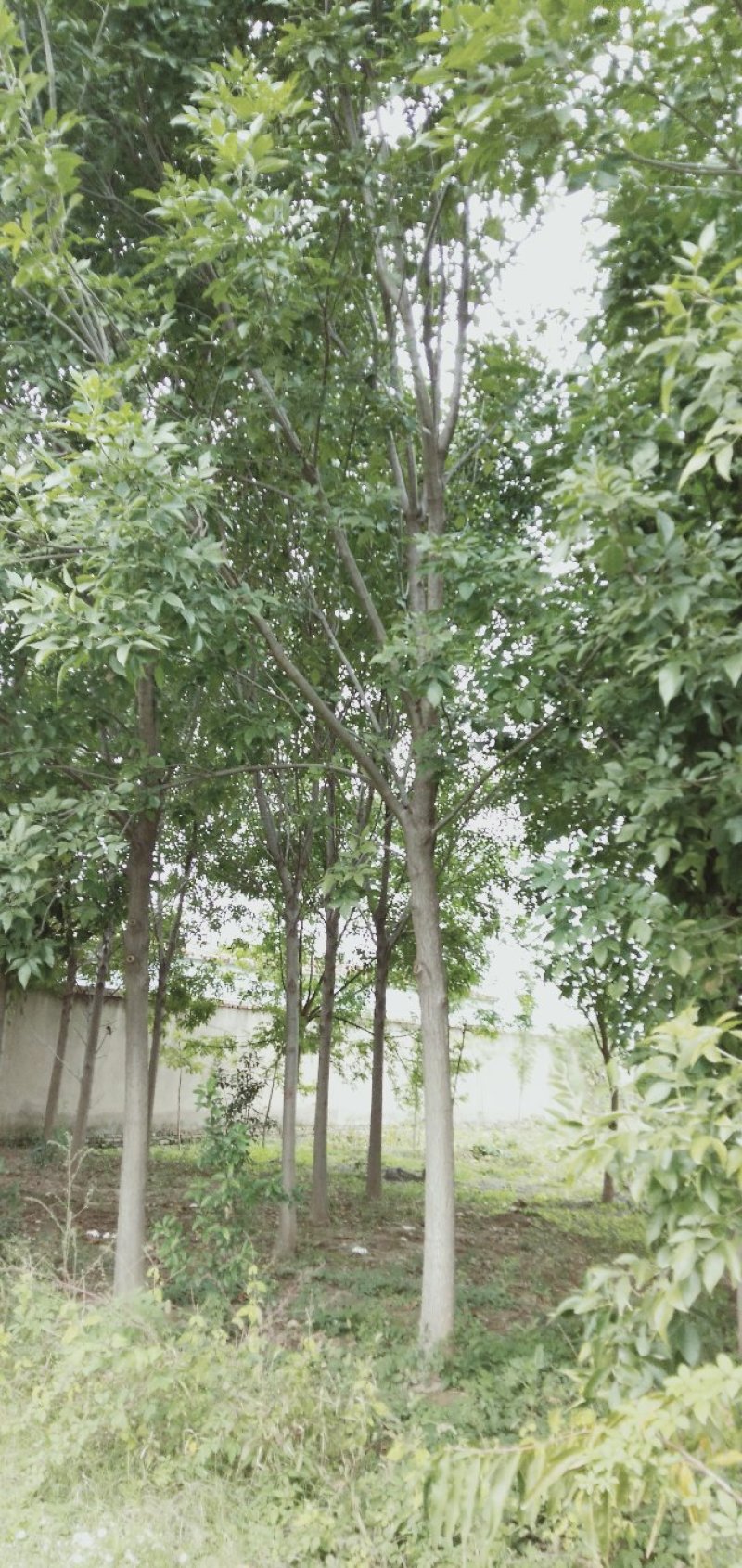 白蜡树12～20公分量大
