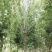 白蜡树12～20公分量大