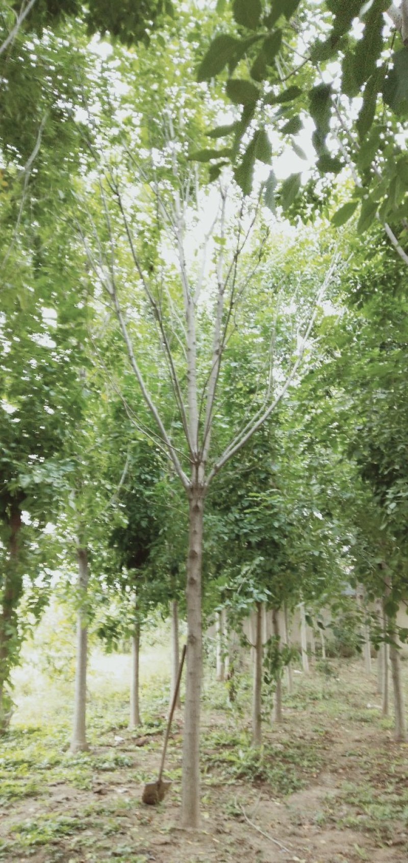 白蜡树12～20公分量大