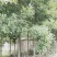 白蜡树12～20公分量大