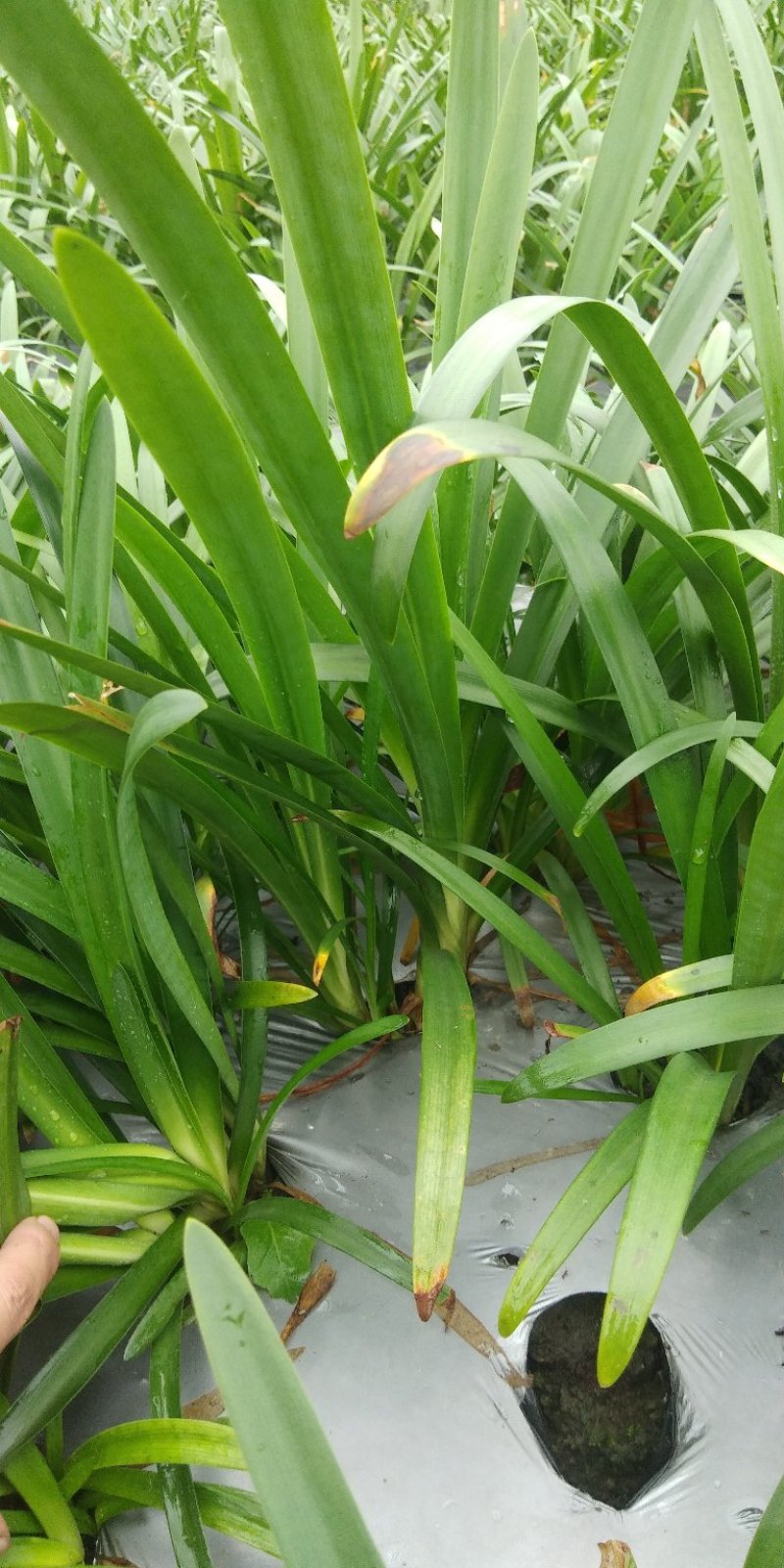 百子连。地苗杯苗都量。自产自销