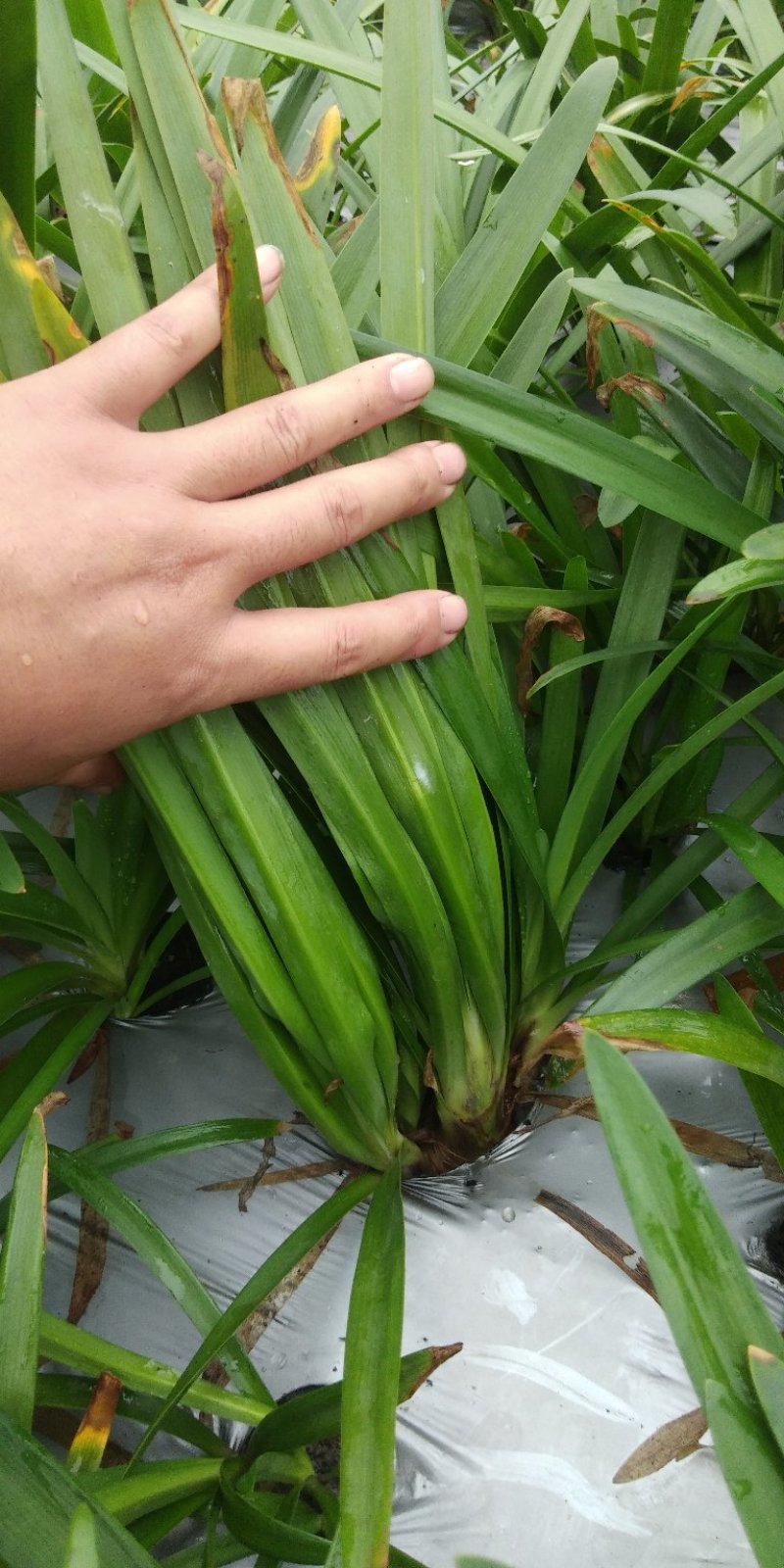 百子连。地苗杯苗都量。自产自销