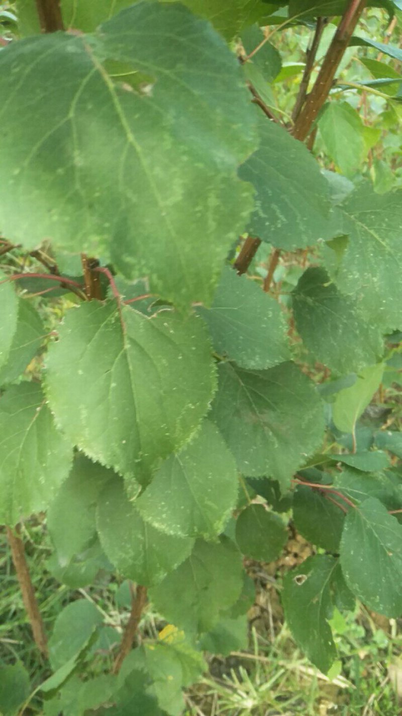 运城李子苗一手货源基地直发质量保障可视频看货欢迎电话联系