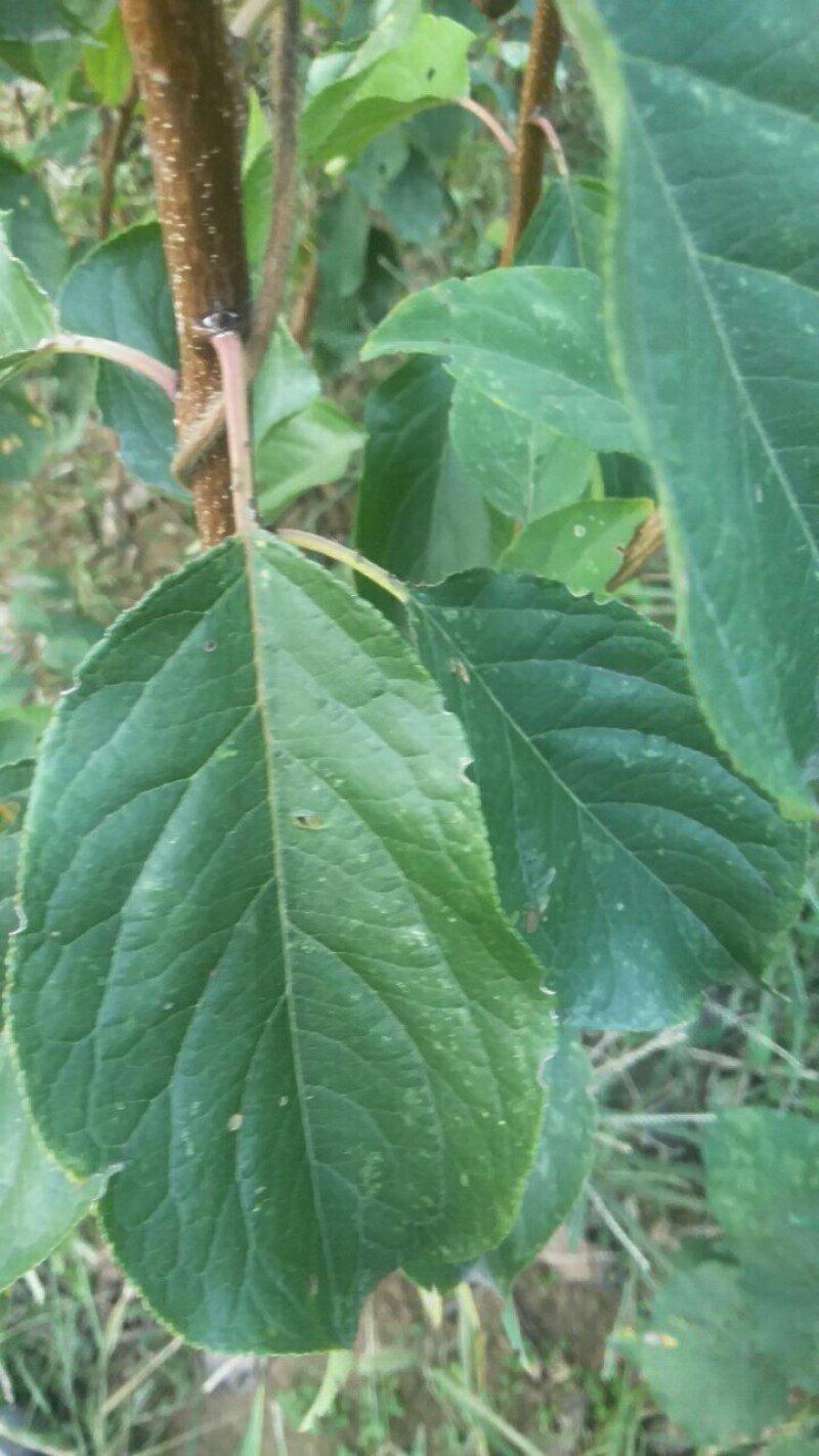 运城李子苗一手货源基地直发质量保障可视频看货欢迎电话联系