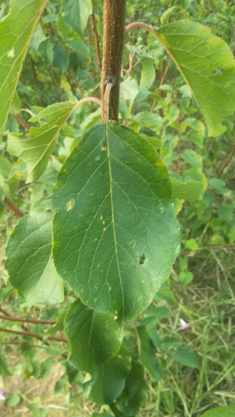 运城李子苗一手货源基地直发质量保障可视频看货欢迎电话联系
